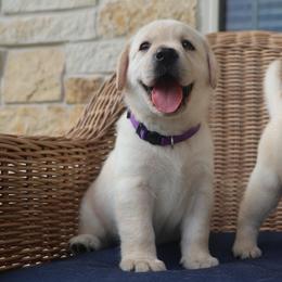 Purple - Yellow female Labrador Retriever puppy in Conroe, Texas from Pride Rock Labradors