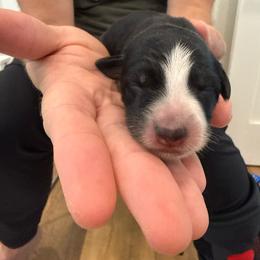 Grey - Black and white female Border Collie puppy in Palmetto Bay, Florida from Hill Valley Border Collies