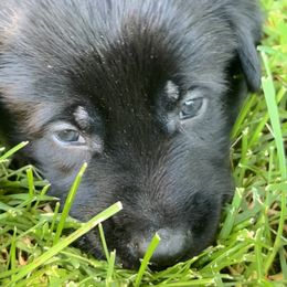 Boy 1 - Dutch Shepherd puppy from North Mountain Dutch Shepherds