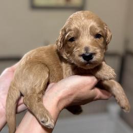 Linus (Red Collar) - Apricot male Goldendoodle puppy in Bay City, Texas from Charming Doods