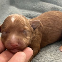 Fig - Red male Cockapoo puppy in Winnsboro, Texas from Happy Hollow Ranch