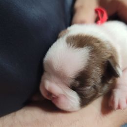 Boston Terrier Puppies from Amanda's Terriers
