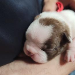 Boston Terrier Puppies from Amanda's Terriers