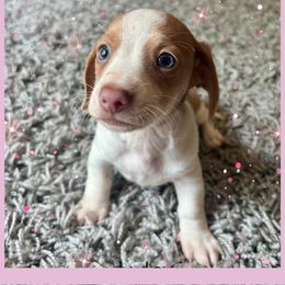 Lyla - Piebald female Dachshund puppy in Aiken, South Carolina from State Eight Dachshunds