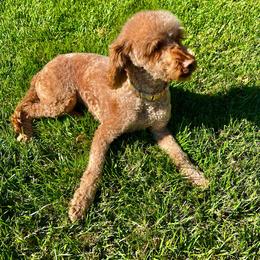 Ruby - Goldendoodle
