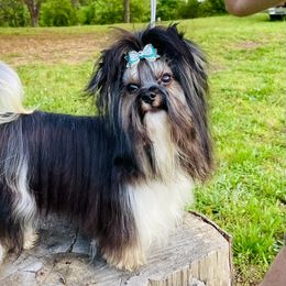 Biewer Terrier Puppies from Petit Bijou