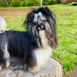 Biewer Terrier Puppies from Petit Bijou