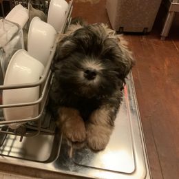 Lowchen Puppies from Ashford Kennel
