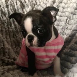 Boston Terrier Puppies from Normandy Boston Terriers