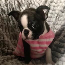 Boston Terrier Puppies from Normandy Boston Terriers