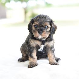 Sloan - Sable female Cavapoo puppy in Lawton, Oklahoma from Lindsey’s Cavies