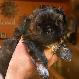 Guppy - Red and white male Shih Tzu puppy in Nekoosa, Wisconsin from Brox Acres House of Fur LLC