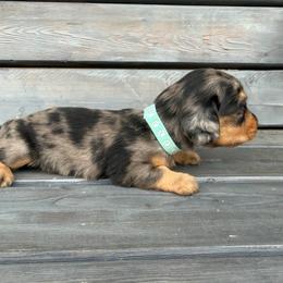 Jesse - Dapple female Dachshund puppy in South Willard, Utah from Doxies in the Sun