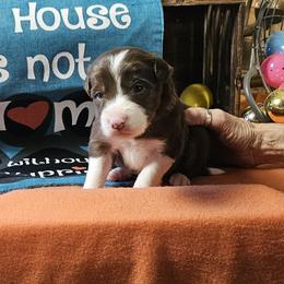 Girl 2 - female Border Collie puppy in Wakeman, Ohio from Sandstone Ridge Kennels