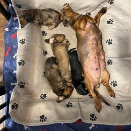 Dachshund Puppies from Hill Country Dachshunds