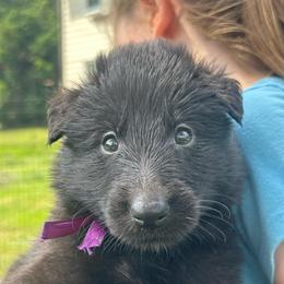 Pearl (Purple) - Black female Belgian Sheepdog puppy in Franklin, West Virginia from Wildmour K9