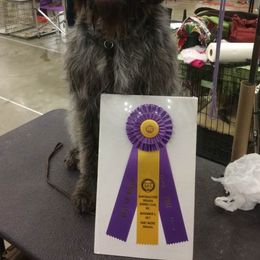 Wirehaired Pointing Griffons from Mary's Wirehaired Pointing Griffons