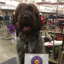 Wirehaired Pointing Griffons from Mary's Wirehaired Pointing Griffons