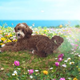 TD - Goldendoodle