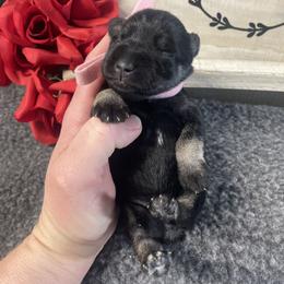 Pink - Black and silver female Miniature Schnauzer puppy in Parker, Pennsylvania from TJ's Silver Paws Miniature Schnauzers