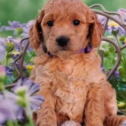 Goldendoodle Puppies from Clarksville Doodles