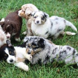 Australian Shepherd Puppies from Windmill Australian Shepherds