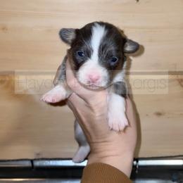Evergreen - 1500 - Black and tan male Pembroke Welsh Corgi puppy in Rozet, Wyoming from Hayday Ranch Corgis
