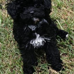 Fiona - Black female Havapoo puppy in Blanch, North Carolina from Faithful Hearts Kennel