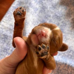 Rusty - Ruby male Cavalier King Charles Spaniel puppy in Lambertville, Michigan from Dream Dog LLC