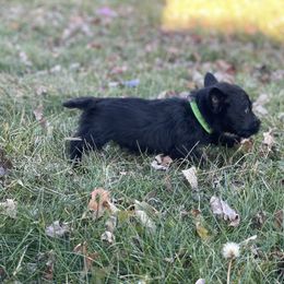 Scottish Terrier Puppies from Heart of America Scotties