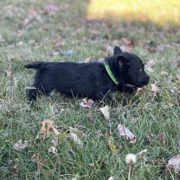 Scottish Terrier Puppies from Heart of America Scotties