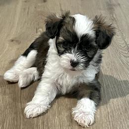 Oliver - Sable male Chinese Crested puppy in Springfield, Oregon from Rose’s Chinese Cresteds