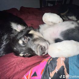 Miniature Australian Shepherd All Grown Up from Z’s Mini Aussies