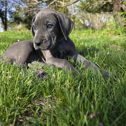 Great Dane Puppies from DeVine Danes