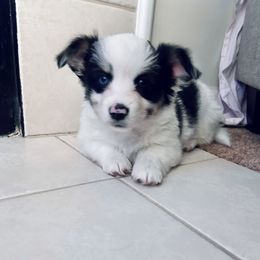 Cruella - American Corgi
