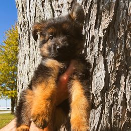 Solomon (red) - Black and red male German Shepherd puppy in Union City, Ohio from God’s Gifts German Shepherds