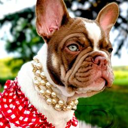 Dove - Tricolors female French Bulldog puppy in Fort Atkinson, Wisconsin from Bishop Bullyz