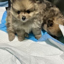 Pomeranian Puppies from Regal Poms