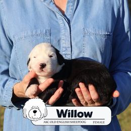 Willow - Gray and white female Old English Sheepdog puppy in Cleveland, Tennessee from Narrow Path Old English & Sheepadoodles