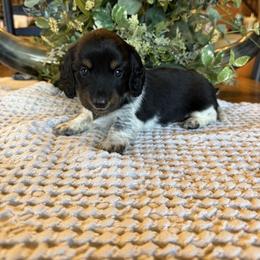 Gypsy - Piebald female Dachshund puppy in Aurora, Missouri from Baker Farms