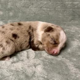 Goldie - Red merle female Australian Shepherd puppy in Oxford, Florida from SoCo Aussies