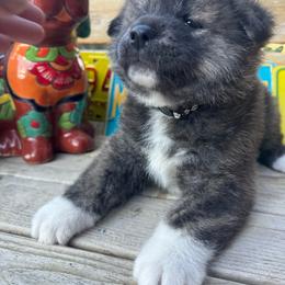 Boy 2 - Brindle male Japanese Akitainu puppy in Payson, Utah from Havoc Akitas
