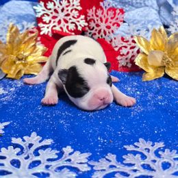 Black n white dot head boy - Black and white male Boston Terrier puppy in Corsicana, Texas from JT Bostons