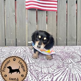 Dachshund Puppies from Premier League Paws