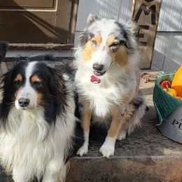 Australian Shepherds from Big Pines Australian Shepherds