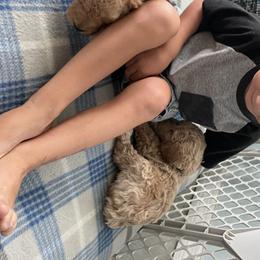 Goldendoodle Puppies from The Miller's Goldendoodles