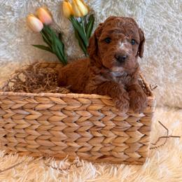 Carrie - Red  female Goldendoodle puppy in Bucyrus, Missouri from Hill Top Pomskies