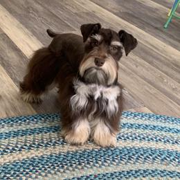 Chloe - Miniature Schnauzer