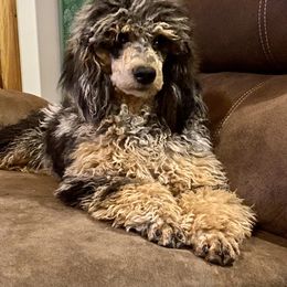 Cockapoo, Goldendoodle, and Aussiedoodle Puppies from Dare to Doodle