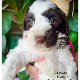 DAPHNE - Parti female Goldendoodle puppy in Houston, Texas from Pia’s Doodle Poodle Wag